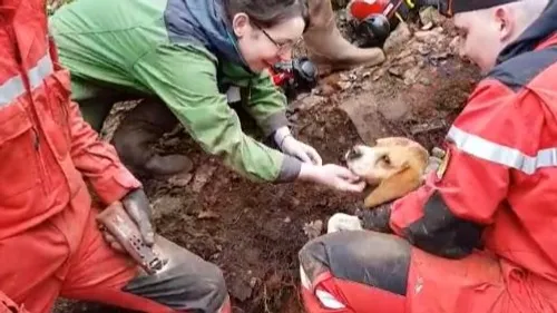 Les pompiers de Côte d’Or sauvent un chien en pleine forêt 